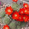 Rebutia_deminuta